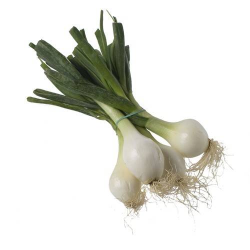 Cebolla Tierna