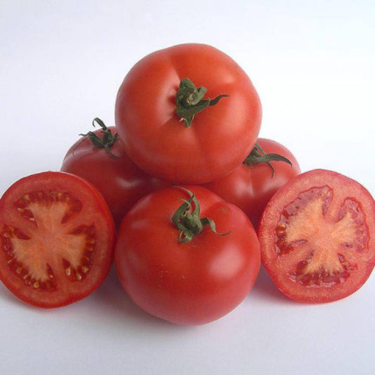TOMATE DANIELA